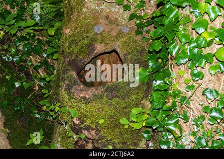 Baumhöhle Versteck für Vögel und Eichhörnchen Banque D'Images