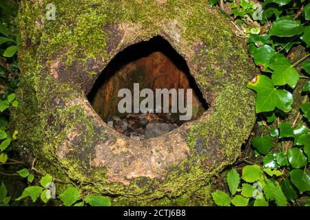 Baumhöhle Versteck für Vögel und Eichhörnchen Banque D'Images