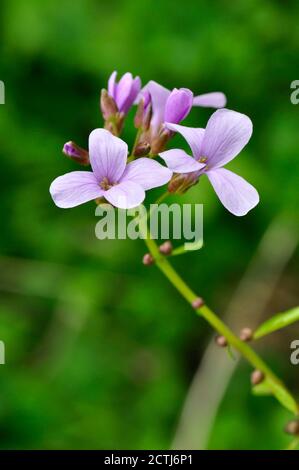 Coralroot Bittercress 'Cardamine bulbifer' Rose / lilas Fleurs, Rare, violet-brun bulbilles, Woodland, Sols Calcaires. Somerset.Royaume-Uni Banque D'Images