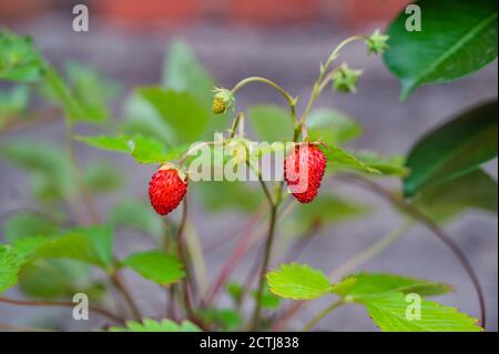 Photo sélective de fraises sauvages Banque D'Images