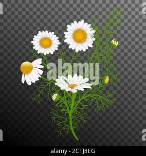 Illustration vectorielle. Bouquet réaliste simple de plante camomille. Fleurs blanches de camomille, bourgeons, feuilles vertes, tiges. Arrière-plan noir et transparent. Éléments pour la conception de sites Web. Illustration de Vecteur