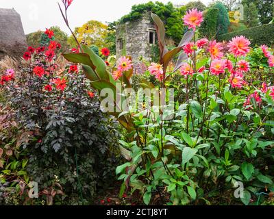 La Canna 'Purpurea' avec Dahlias 'Evêque de Llandaff' et 'Karma Fuchsiana' cadre une vue sur le jardin House, Devon, tour de jardin fortifiée Banque D'Images