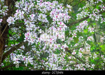 Bauhinia ou Orchid arbre est activement utilisé dans de nombreuses préparations de la médecine asiatique traditionnelle. Les fleurs se rapprochent au printemps en Asie du Sud-est Banque D'Images