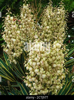 Grande, à tige simple, à têtes multiples, Yucca gloriosa 'Variegata' en pleine fleur dans un jardin de Plymouth, au Royaume-Uni Banque D'Images