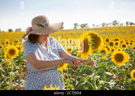 Femme âgée collectant des tournesols dans le champ. Espace pour le texte. Banque D'Images