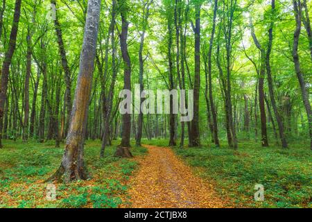 Forêt dense au milieu de l'automne Banque D'Images