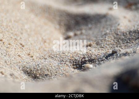 Sable texture grains sur plage macro avec arrière-plan flou. Concept été blanc Banque D'Images