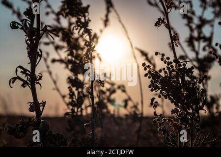 Artemisia tridentata, mugwort, sagebrush silhouette d'herbe sauvage sur fond de ciel de coucher de soleil. Vue rapprochée de la prairie d'été avec soleil éclatant sur le ciel doré Banque D'Images