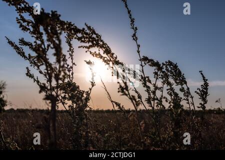 Artemisia tridentata, mugwort, sagebrush silhouette d'herbe sauvage sur fond de ciel de coucher de soleil. Vue rapprochée de la prairie d'été avec soleil éclatant sur ciel bleu Banque D'Images