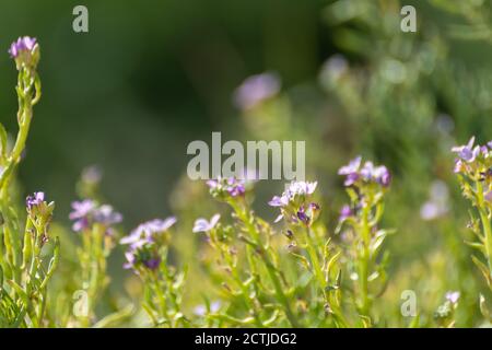 Soleil vif Cakile maritima ou européen SearRocket herbe verte avec de petites fleurs pourpres avec fond flou. Macro florale naturelle d'été Banque D'Images