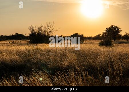 Lever du soleil dans la zone rurale sur la pelouse sauvage avec herbe sèche qui brille dans les rayons du soleil et les silhouettes d'arbres sombres dans des couleurs chaudes et éclatantes Banque D'Images