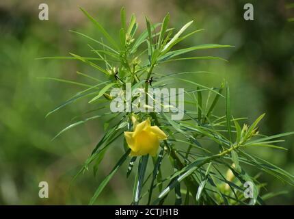 Fleur de Laurier jaune photo prise Howrah, Bengale-Occidental, Inde Banque D'Images