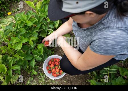 D'en haut, une femme méconnaissable s'asseyant sur des haunches et moissonnant mûr Fraises pendant le travail sur la ferme locale dans Pemberton Village à Colombie-Britannique Banque D'Images