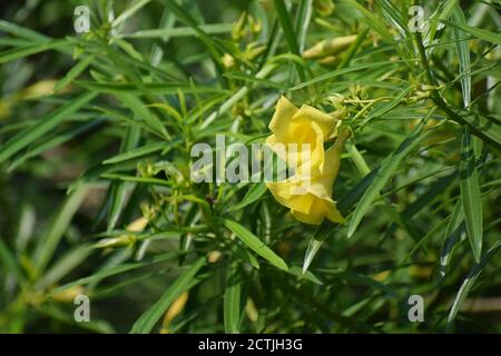 Fleur de Laurier jaune photo prise Howrah, Bengale-Occidental, Inde Banque D'Images