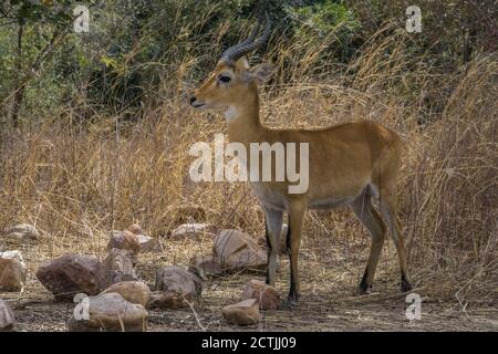 Red Lechwe dans le Parc National W, Niger Banque D'Images