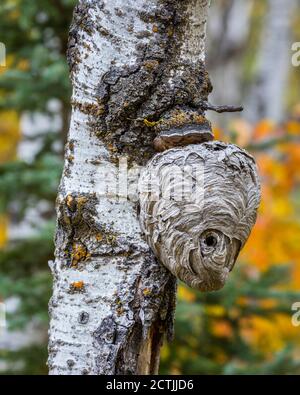 Nid de guêpe sur tronc d'arbre, Manitoba, Canada. Banque D'Images