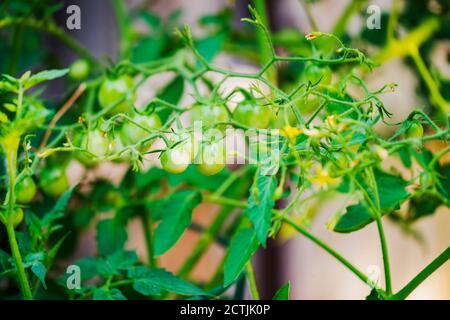 Tomates cerises, « rouge cerise Husky » sur la vigne avant mûrissement à la mi-juillet. Kansas, États-Unis. Banque D'Images