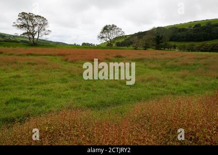 Sorelle des moutons Rumex acetosella floraison dans les champs en septembre - également connu sous le nom de sorelle des champs, de l'étrelle rouge et de l'aigre, Cumbria, Angleterre, Royaume-Uni Banque D'Images