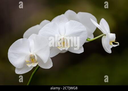 Une tige avec des fleurs d'orchidées blanches sur fond sombre avec espace pour le type Banque D'Images