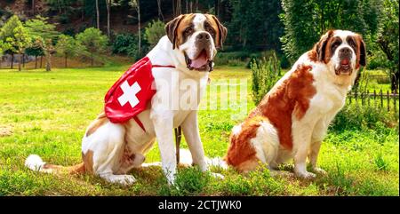 Deux chiens de St. Bernard debout sur une pelouse verte à l'extérieur. St Bernard est une race de grand chien de secours des Alpes. Ils ont été élevés pour le sauvetage par hospice Banque D'Images
