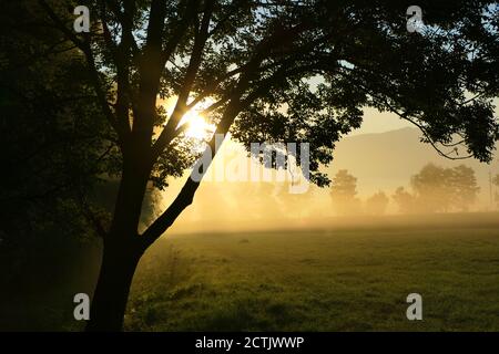 La lumière du soleil se brise à travers le brouillard de sol d'automne Banque D'Images