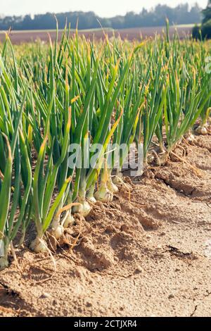 Oignons growing in field Banque D'Images