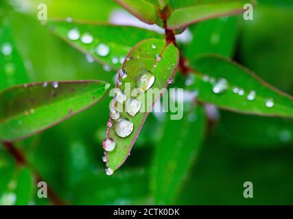 Gouttes de pluie sur la feuille verte du millepertuis (Hypericum perforatum) Banque D'Images
