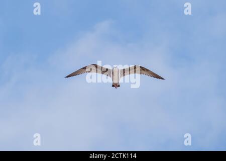 mouette volant avec le ciel bleu et les nuages blancs dans le arrière-plan Banque D'Images