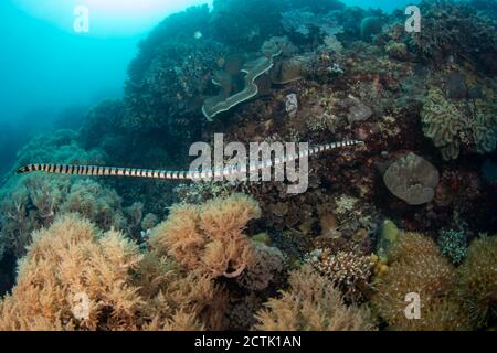 Yellowlip bagués venimeux Laticauda colubrina, serpent de mer, également connu sous le nom de sea krait, Philippines. Banque D'Images