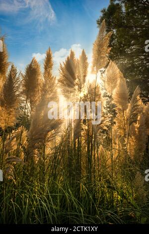 Les fleurs de Pampas ont silhoueté contre le soleil et ont traversé par les rayons de lumière juste avant le coucher du soleil. Banque D'Images