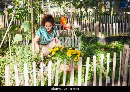 Jeune femme brune plantant des fleurs dans le jardin Banque D'Images