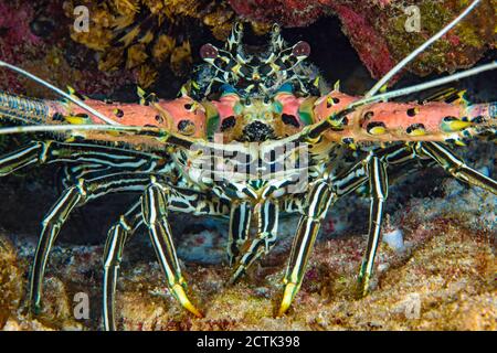 Le homard épineux peint, Panulirus versicolor, est également appelé écrevisse peint, Philippines. Barnacles à col de cygne, également appelée grange à tiges Banque D'Images