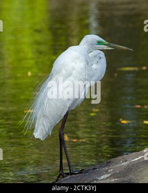 Plumed / Egret intermédiaire, Ardea intermedia, avec un élégant plumage de race blanche, debout sur un rocher au bord de l'eau d'un lac en Australie Banque D'Images