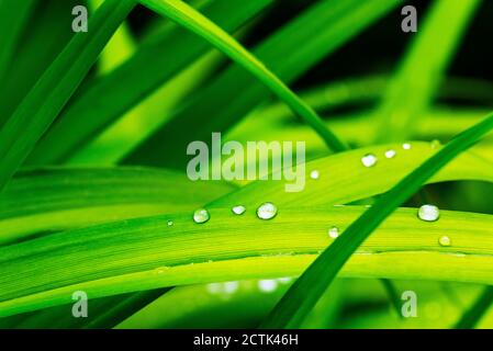 Gouttes de pluie sur les feuilles vertes de lilium Banque D'Images