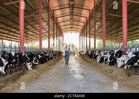 Fermier marchant dans le bétail entouré par le troupeau de vaches Banque D'Images