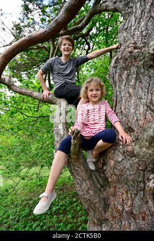 Frère et sœur souriants assis sur la branche de l'arbre forêt Banque D'Images