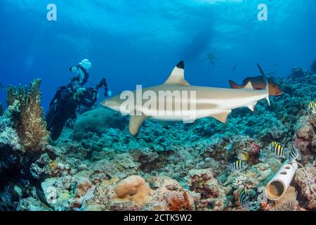 Un photographe sous-marin (MR) vise un requin de récif à bout noir, Carcharhinus melanopterus, au large de l'île de Yap, en Micronésie. Le plastique rond c Banque D'Images