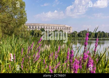 Allemagne, Bavière, Nuremberg, fleurs sauvages pourpre fleurant sur les rives herbeuses du lac dans le parc Volkspark Dutzendteich avec la salle des congrès en arrière-plan Banque D'Images