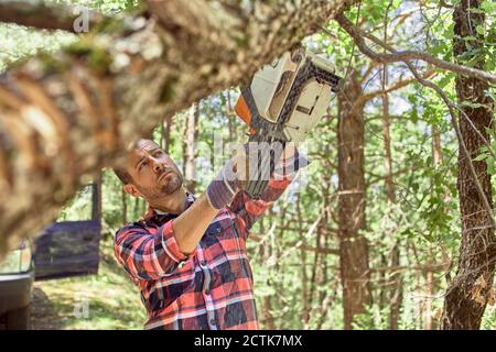 Bûcheron utilisant une tronçonneuse pour couper l'arbre en forêt Banque D'Images