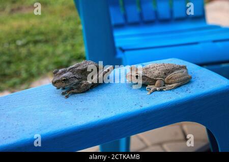 Deux grenouilles d'arbre cubaines Osteopilus septentrionalis sur une chaise bleue dans la Floride tropicale. Banque D'Images