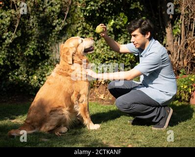 Un latino jouant avec un chien et une balle. Un jeune homme dans le jardin devant un Golden Retriever avec une balle de tennis est à portée de main. Avec animal. Banque D'Images