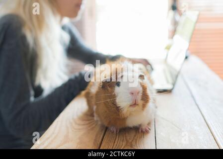 Gros plan de cobaye sur une table contre une femme utilisant un ordinateur portable à la maison Banque D'Images