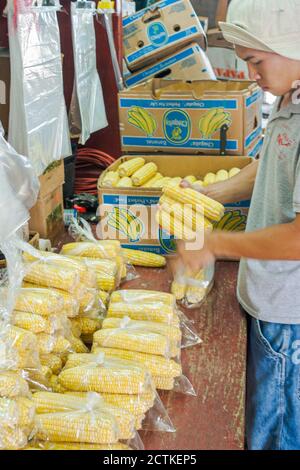 Miami Florida,Florida City Robert est ici fruit Stand, hispanique immigrants homme adolescent garçon prépare le maïs, les oreilles Banque D'Images