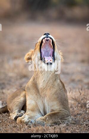 Portrait vertical d'une femme sans lionne bâillonne dans le parc Kruger En Afrique du Sud Banque D'Images