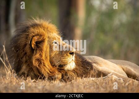 Portrait horizontal d'un lion mâle allongé dans de l'herbe sèche Au coucher du soleil à Kruger Park en Afrique du Sud Banque D'Images