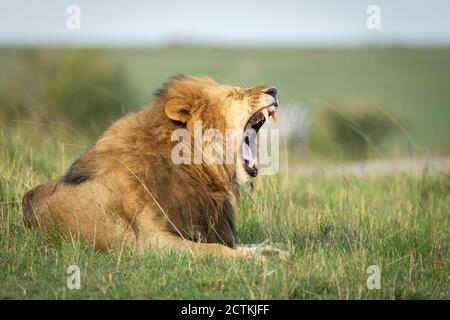 Portrait horizontal d'un lion mâle avec un grand bâillement de manie Tout en étant couché dans l'herbe verte à Masai Mara au Kenya Banque D'Images