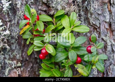 Gros plan de baies de lingonis rouges en forêt avec fond rouge. Framboises rouges mûres Vaccinium vitis-idaea pour illustration. Banque D'Images