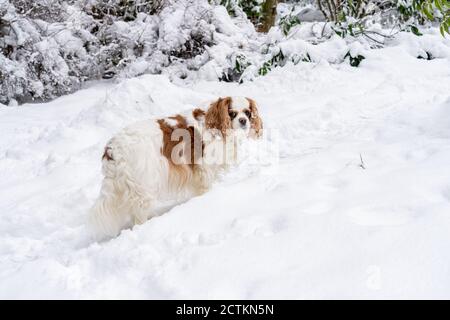 Issaquah, Washington, États-Unis. « andy », cavalier King Charles, âgé, marchant sur un chemin de pelle dans la neige, s'arrêtant pour regarder en arrière. (PR) Banque D'Images