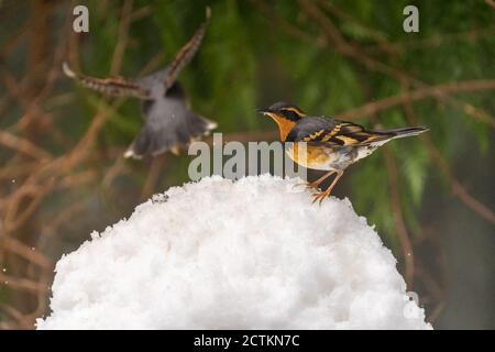 Issaquah, Washington, États-Unis. Le mâle a varié la Grive sur une épaisse pile de neige en chute de neige active, avec un autre en vol. Banque D'Images