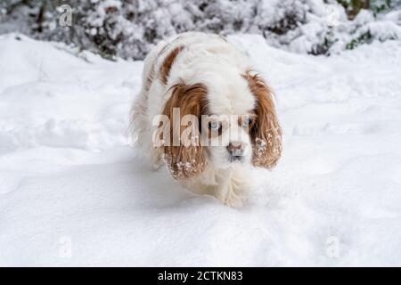 Issaquah, Washington, États-Unis. « andy », cavalier King Charles, âgé, a décidé de faire son propre chemin dans la neige, en regardant malheureux dans le pro Banque D'Images